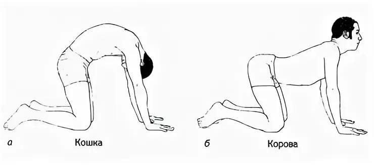 человек делает кошку-корову, прогибы в спине
